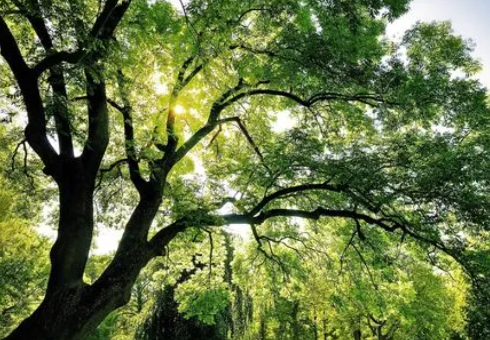 树木几月份生长最快