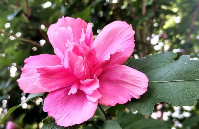 木槿花何时栽种好