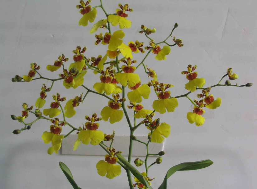 跳舞兰鲜花能养几天