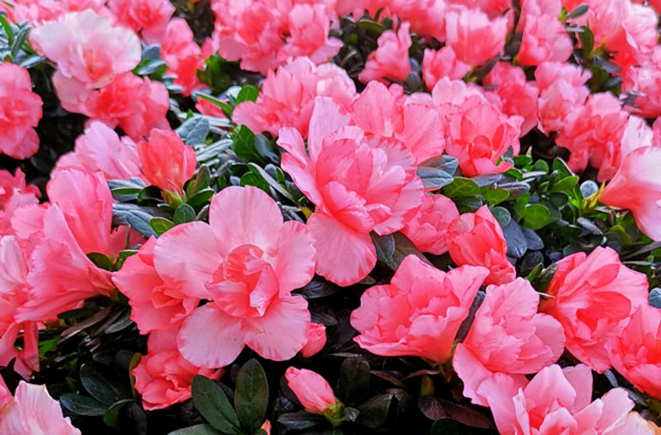 立秋后杜鹃花能剪枝吗