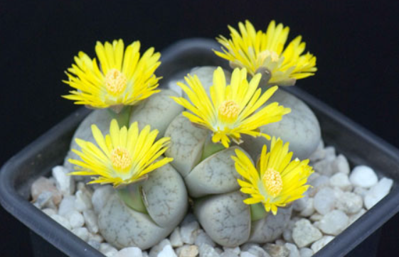 石头花的养殖方法和注意事项