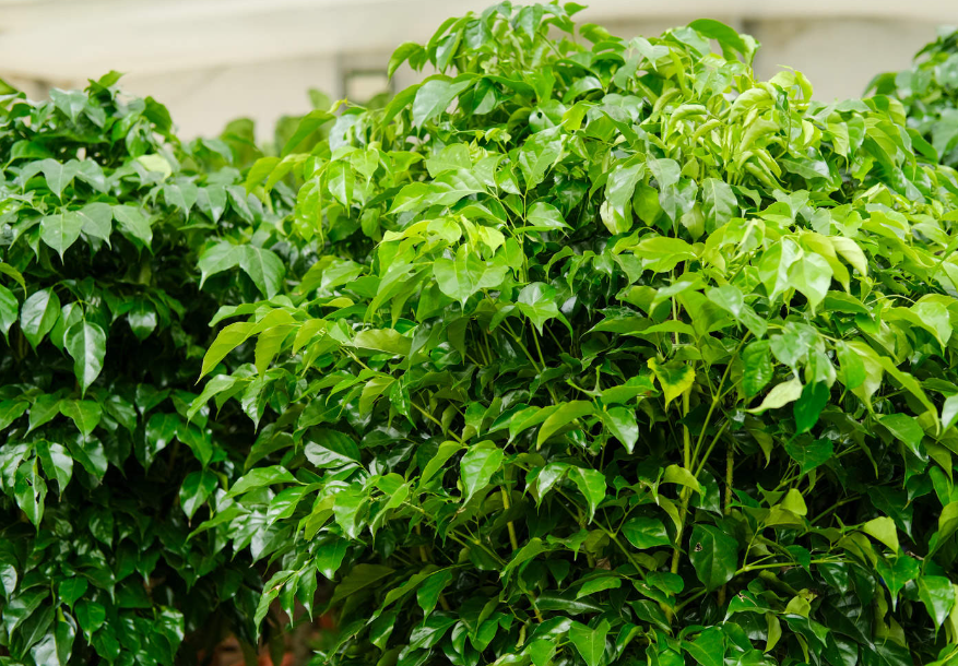 绿宝树几天浇一次水