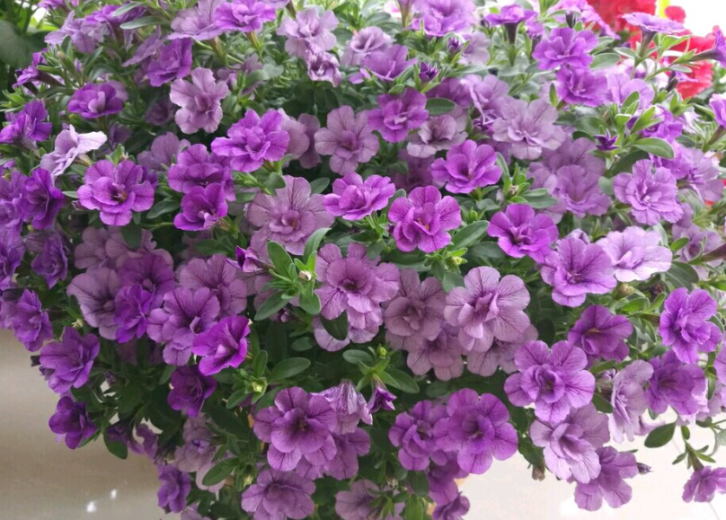 舞春花一年四季开花吗