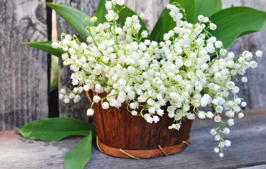 铃兰花可以养在室内吗