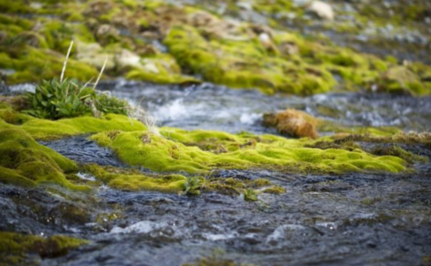 长绿苔的水能浇花吗