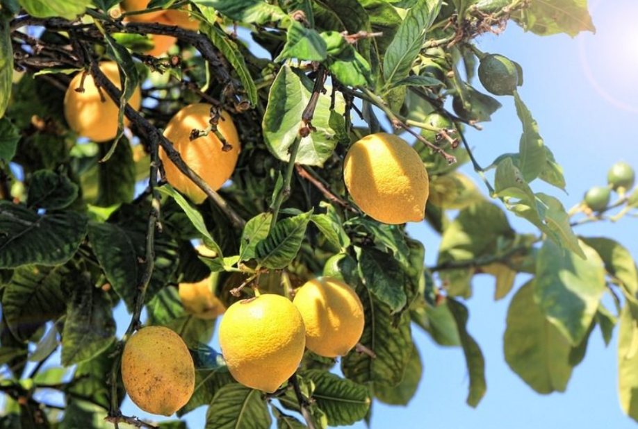 柠檬从开花到果实成熟要多久