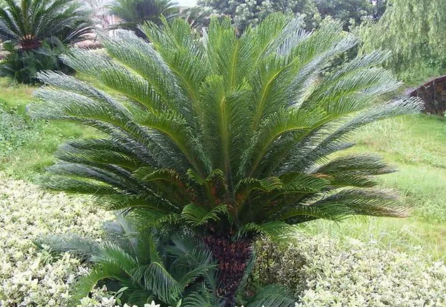 移栽铁树注意事项