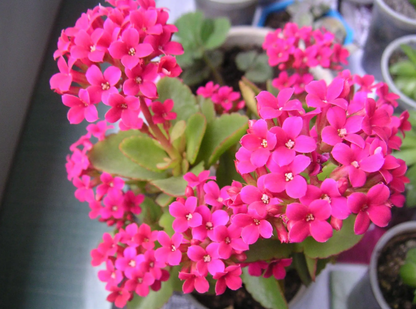 长寿花夏天黄叶子是什么原因