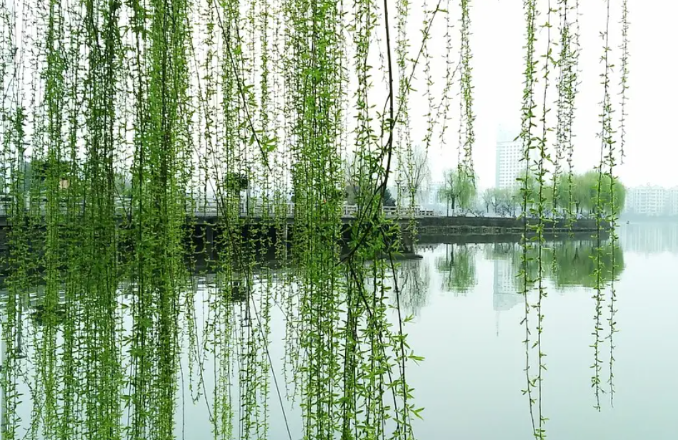 柳树应该种在家的什么地方