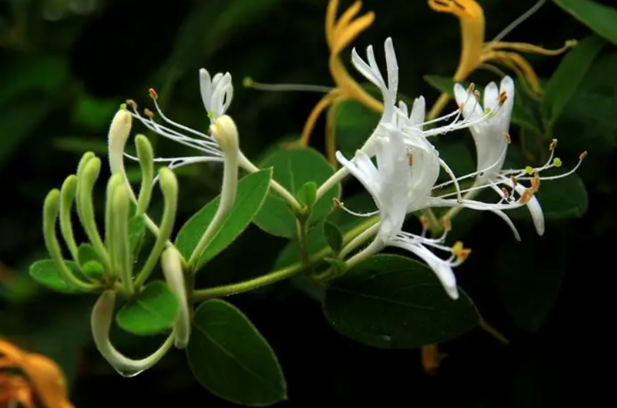 金银花亩产多少斤