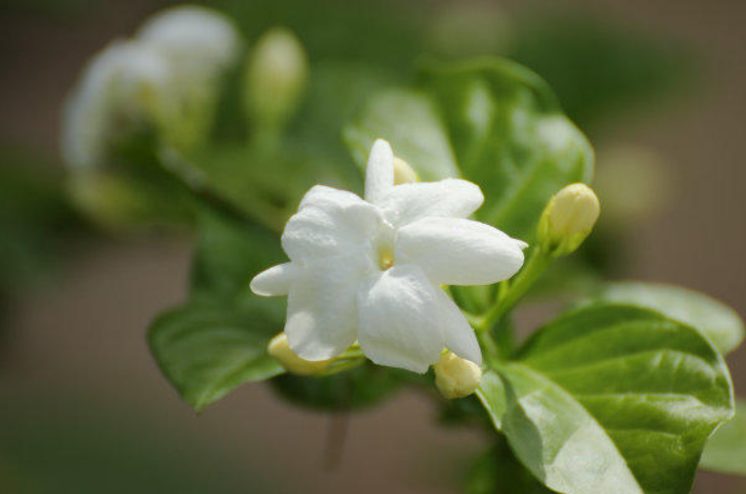 茉莉花适合水培还是土培