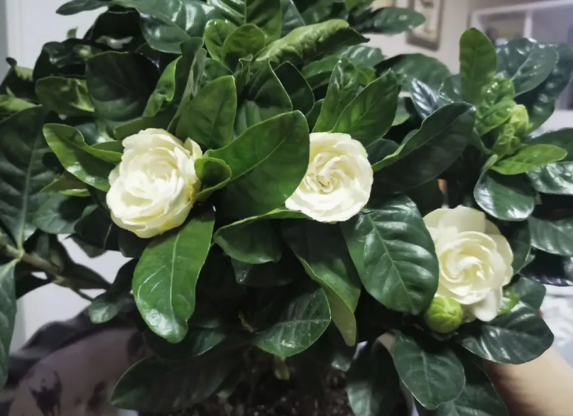 栀子花地栽注意事项