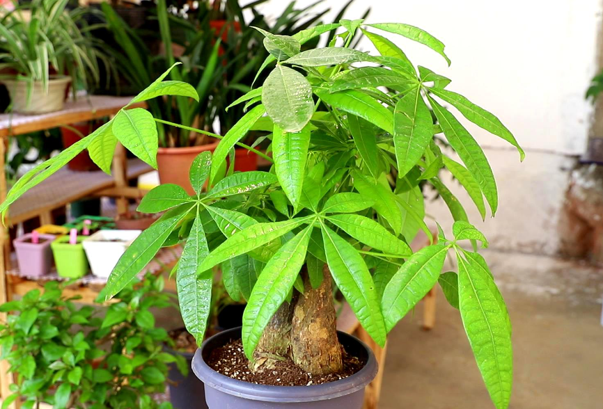 发财树木桩水培怎么养殖