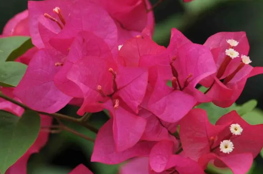 三角梅已经有花苞了还需要控水吗