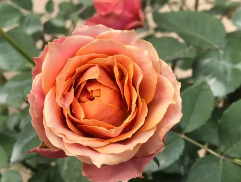 冬季新移盆的月季花怎么浇水