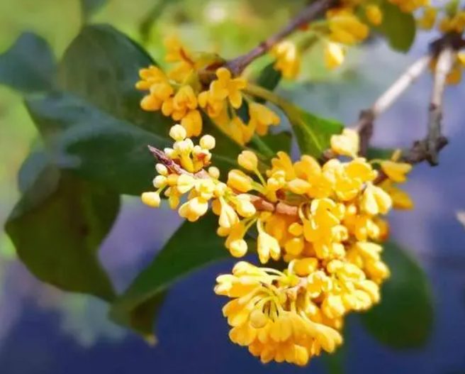 桂花怎样换土用什么土