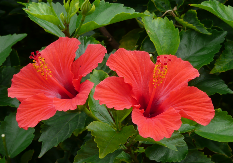 扶桑花冬天可以剪枝吗