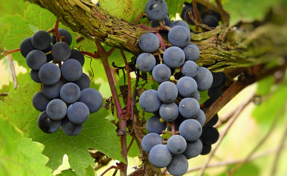 葡萄树几月份修剪最佳