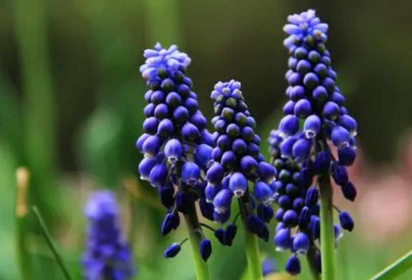 葡萄风信子复花怎么样