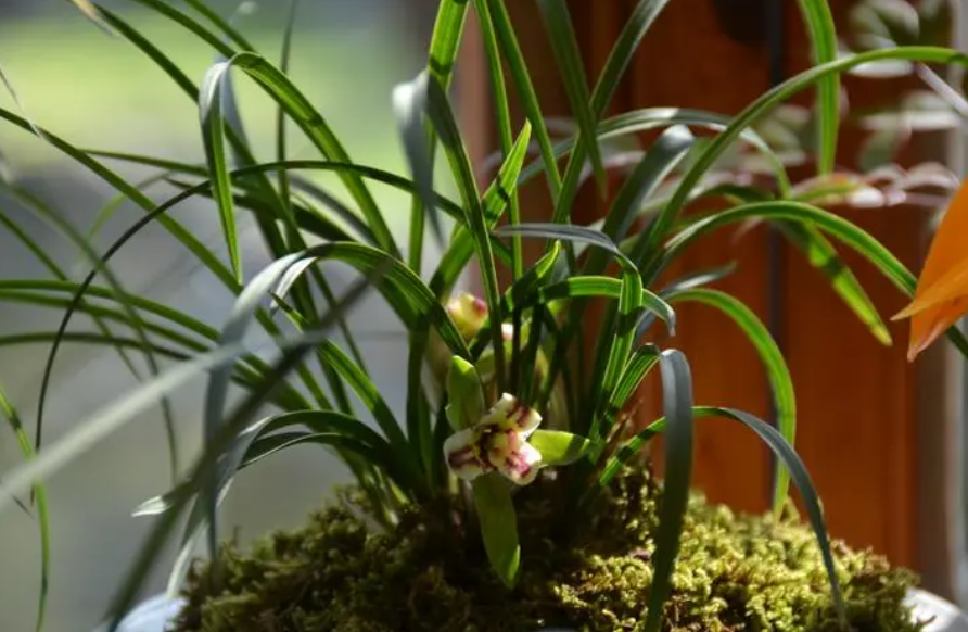 纯奶可以浇兰花吗