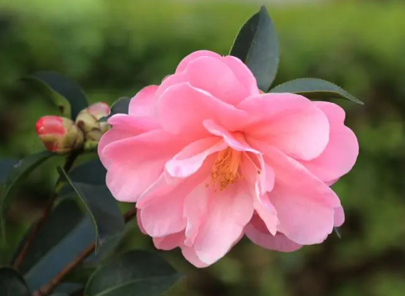 山茶花花蕾期怎么施肥