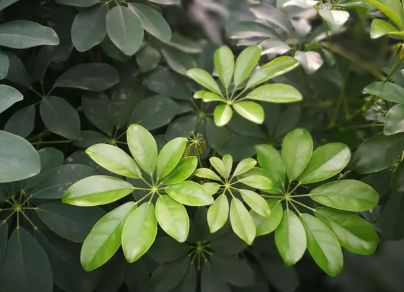 鸭脚木和幸福树哪个好养