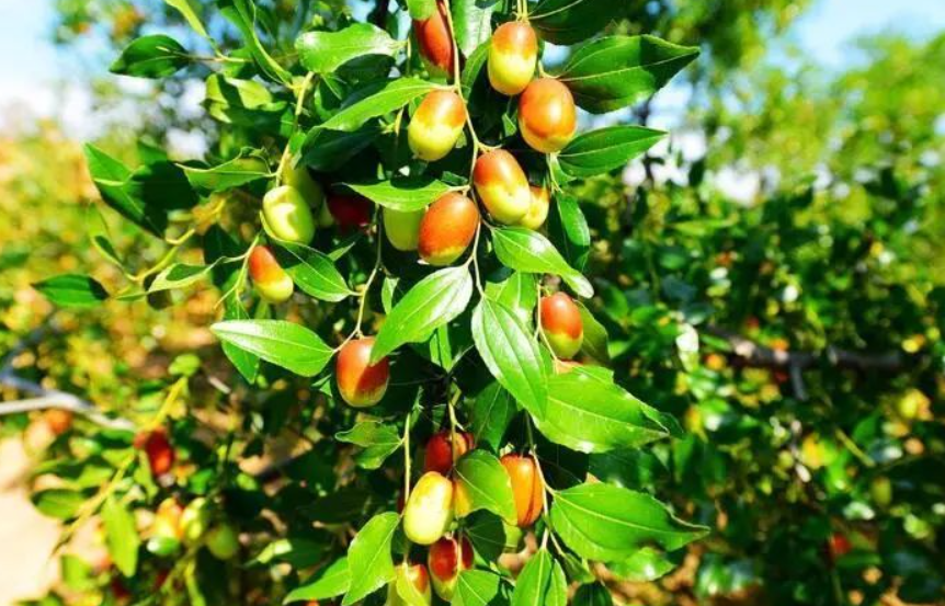 大门口栽枣树好不好