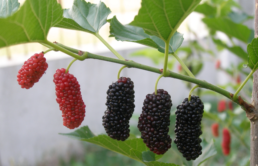 桑树不能种在哪些地方