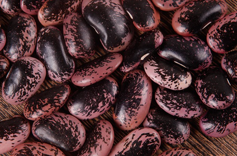 紫花饭豆的生长期是多少天