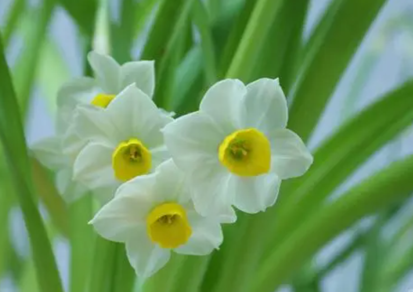 类似水仙花的花是什么花