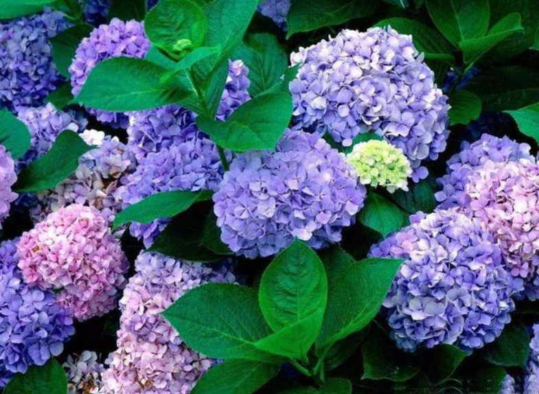 臭绣球花叶子发黄是怎么回事