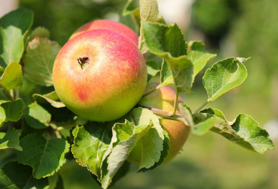 苹果树的枝干是什么样的