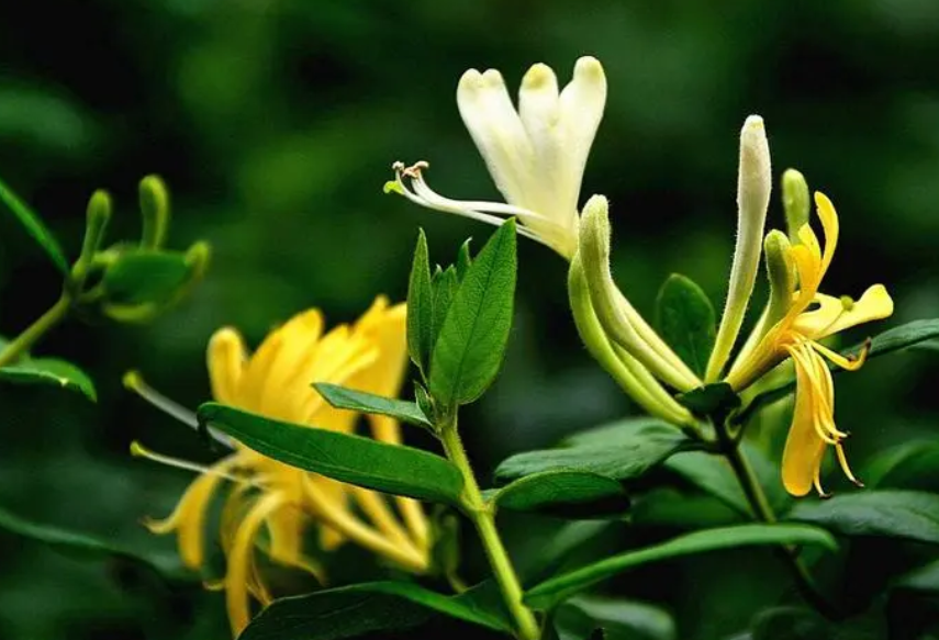 金银花打什么叶面肥最好