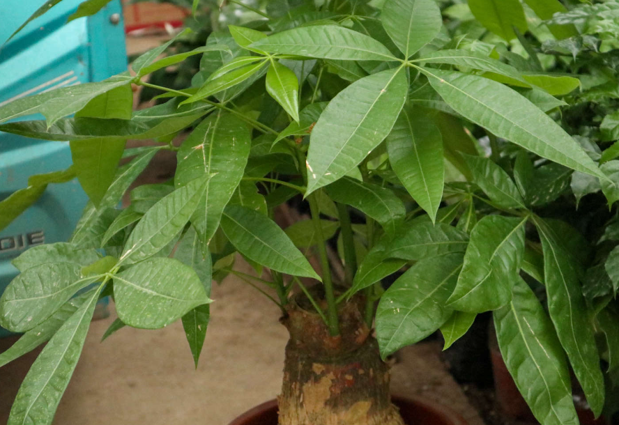 发财树是嫁接出来的吗