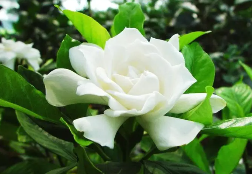 磷酸二氢钾对栀子花的作用