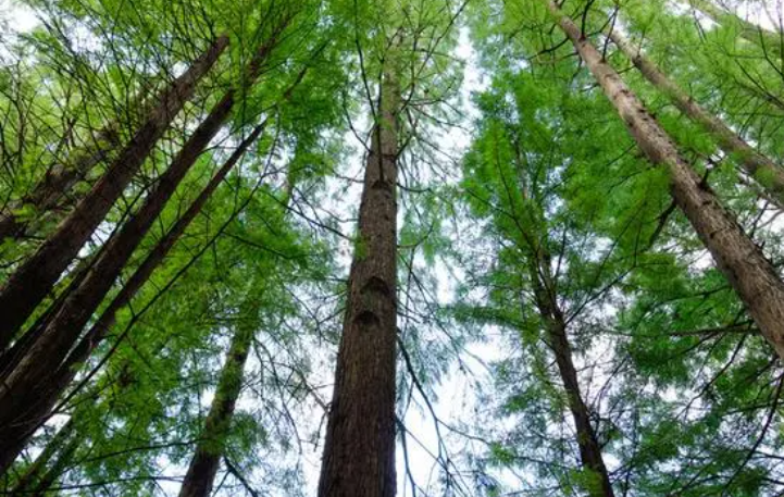 杉树能不能栽在院子里