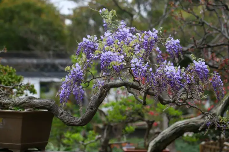 紫藤老桩移栽几年开花