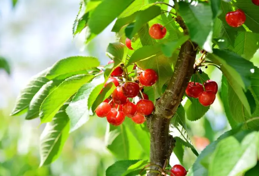 樱桃树适合哪些地区生长