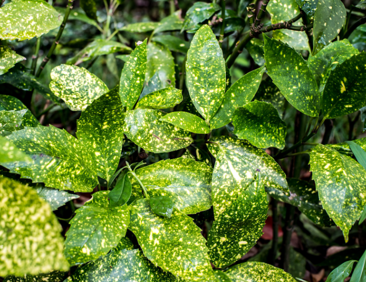 花叶青木怎么修剪
