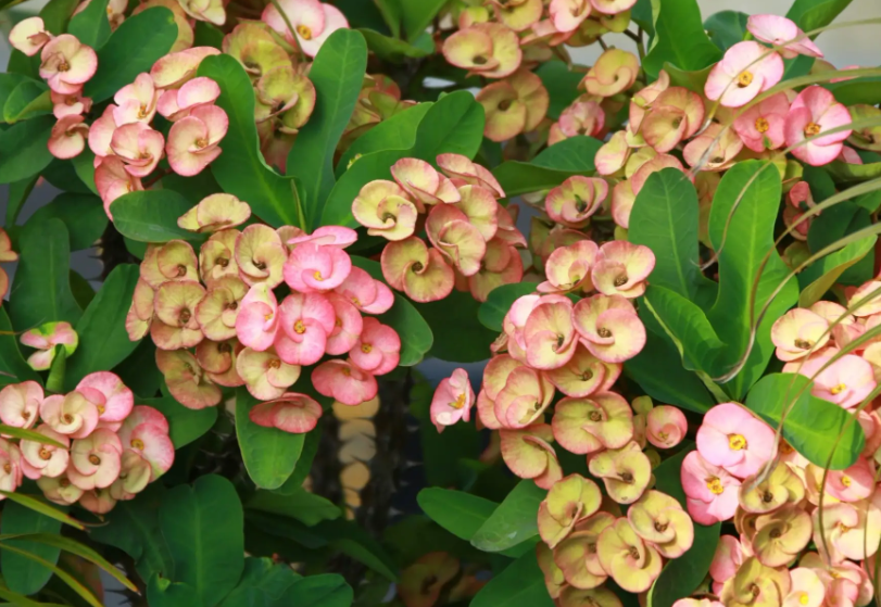 麒麟花施什么肥比较好