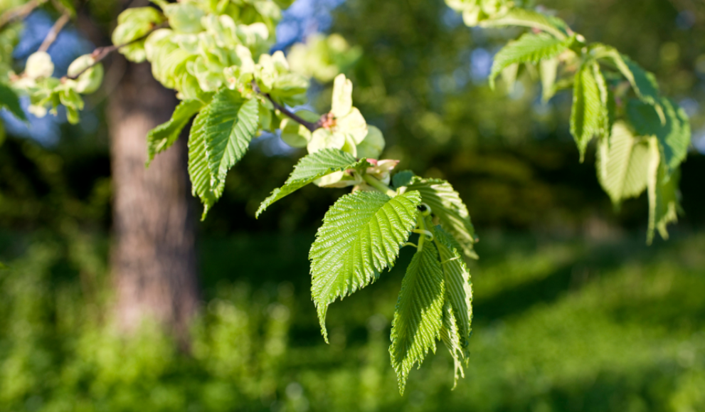 榆树的修剪方法和时期
