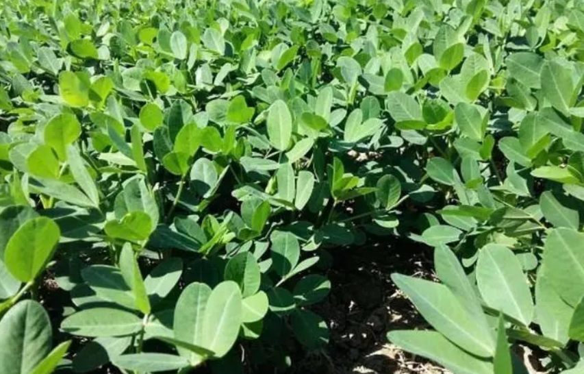 花生适合在什么环境下生长