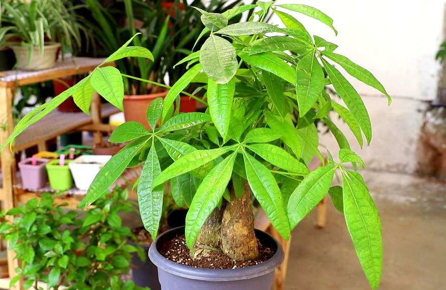 发财树树头怎样修理最好