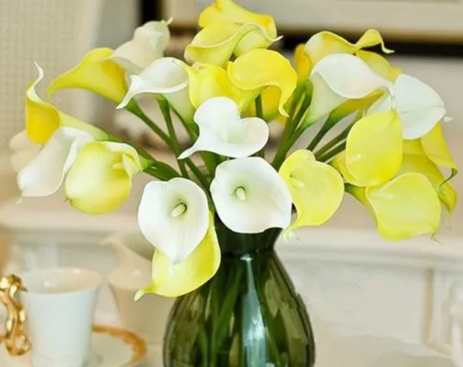 马蹄兰花的养殖方法