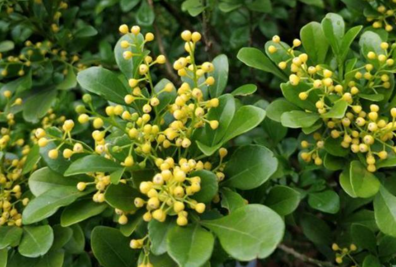 米兰花的养殖方法剪枝