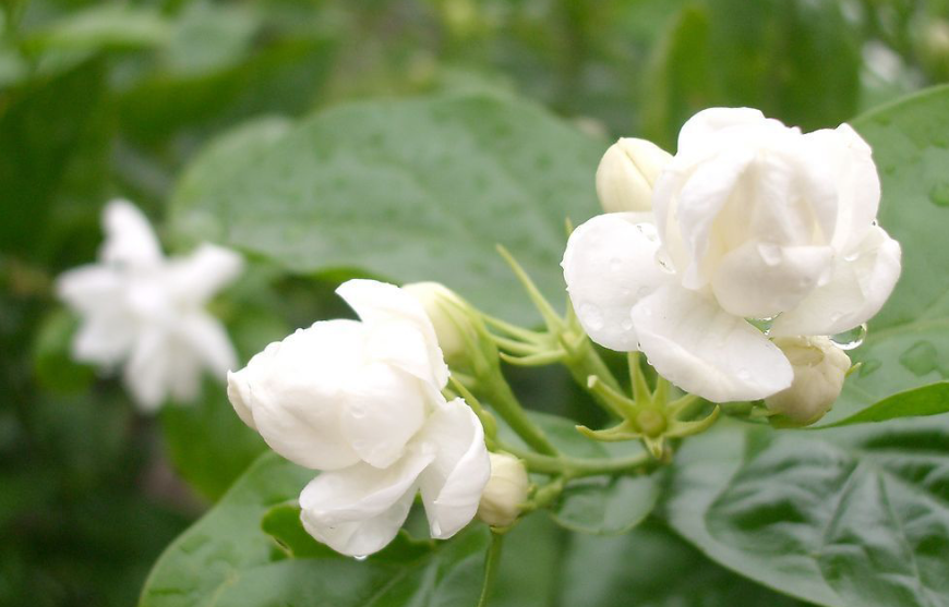 茉莉花用营养土还是田园土