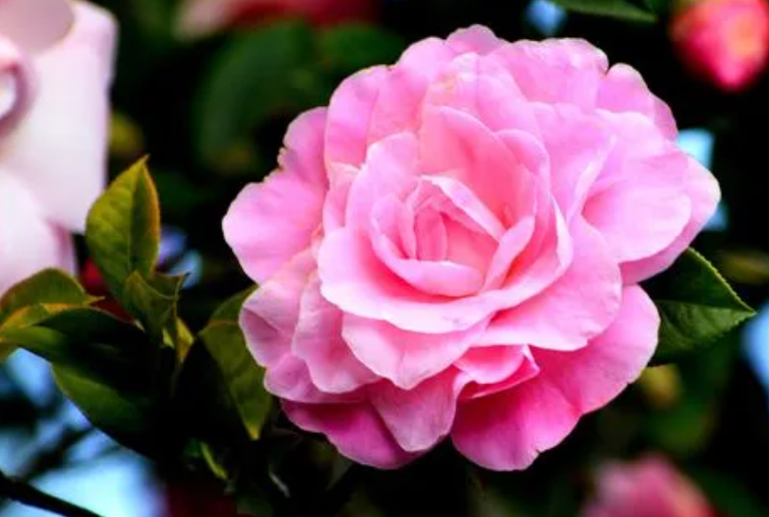 茶花如何养才能长得好