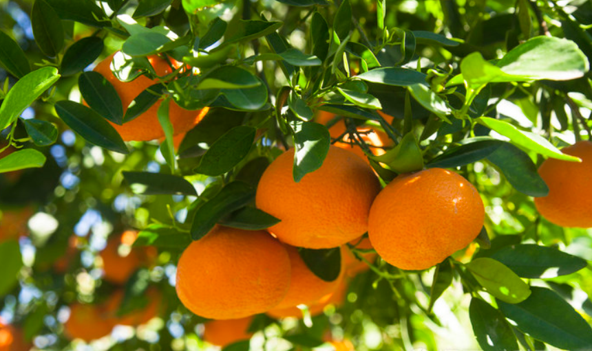 橘子树苗移栽方法