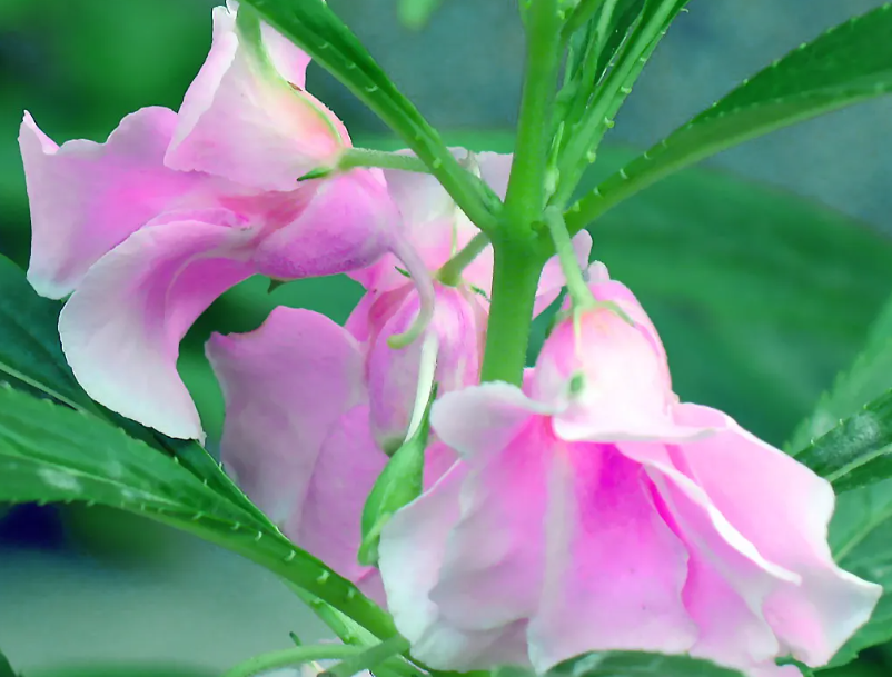 凤仙花适合种在家里吗