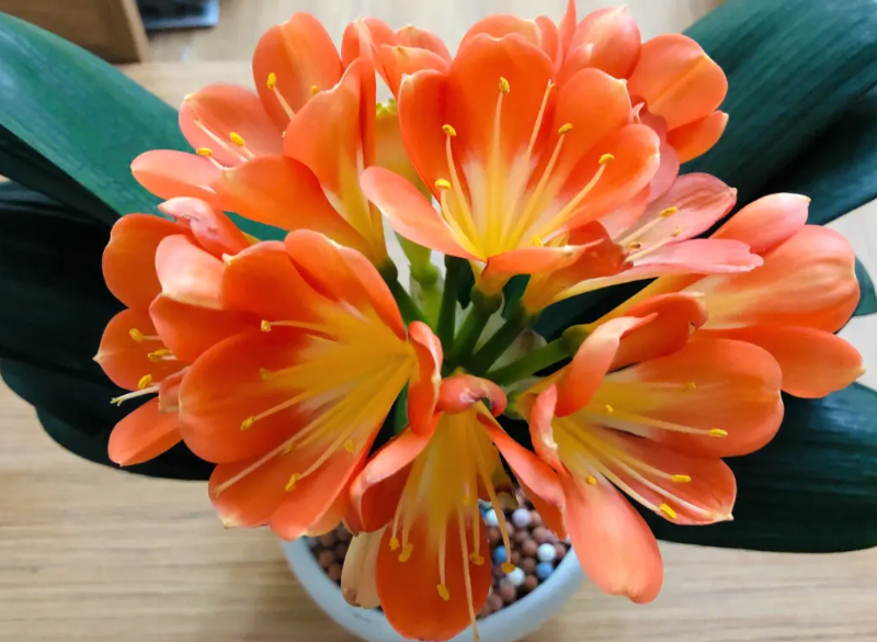 要开花的君子兰应该施什么肥